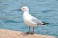 White seagull sitting on a pier
