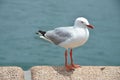 White seagull sitting on a pier