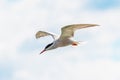 White seagull in the sky, seagull in flight Royalty Free Stock Photo