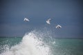 White seagull soaring above the ocean waves Royalty Free Stock Photo