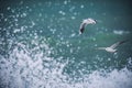 White seagull soaring above the sea Royalty Free Stock Photo