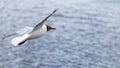 White seagull soars above the surface of the water