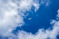 White seagull soars against a cloudy, colorful, blue sky Royalty Free Stock Photo