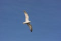 White seagull soars in the blue sky