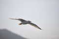 The white seagull soars flying against the background of the blue sky, clouds and mountains. The seagull is flying Royalty Free Stock Photo