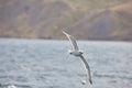 The white seagull soars flying against the background of the blue sky, clouds and mountains. A beautiful seagull hovers over the s Royalty Free Stock Photo