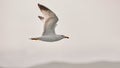 The white seagull soars flying against the background of the blue sky, clouds and mountains. Seagull is flying right Royalty Free Stock Photo