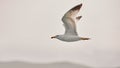 The white seagull soars flying against the background of the blue sky, clouds and mountains. Seagull is flying to the left