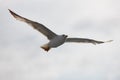 The white seagull soars flying against the background of the blue sky, clouds and mountains. The seagull is flying Royalty Free Stock Photo