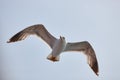 The white seagull soars flying against the background of the blue sky, clouds and mountains. The seagull is flying Royalty Free Stock Photo