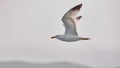 The white seagull soars flying against the background of the blue sky, clouds and mountains. Seagull is flying to the left Royalty Free Stock Photo