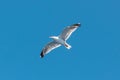 White Seagull with spread wings flying against a blue pastel sky Royalty Free Stock Photo