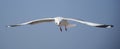 The white seagull spread wings very wide for flying Royalty Free Stock Photo