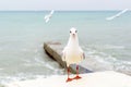 White seagull spreading his wings opposite sea Royalty Free Stock Photo