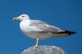 White seagull standing on rock at beach on a bright sunny day with blue sky Royalty Free Stock Photo