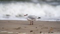 a white seagull standing in the sand on a beach