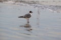 White seagull is standing on the shoreline in the shallow water of a beach Royalty Free Stock Photo