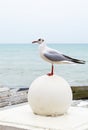 White seagull standing on a stone opposite sea Royalty Free Stock Photo