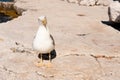 White seagull standing on stones Royalty Free Stock Photo