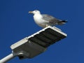 A white seagull standing on a street lamp, sky background Royalty Free Stock Photo