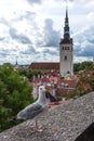 White seagull on the wall with background of Tallinn old town, Estonia. Kohtuotsa viewing platform. Royalty Free Stock Photo