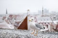 White seagull on the wall of Tallinn old town, Estonia Royalty Free Stock Photo