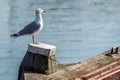 White seagull on a wooden pillar in the harbour