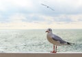 White seagull on the wooden plank opposite sea Royalty Free Stock Photo