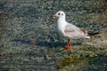 White seagull with yellow beak sitting on the pier and look to camera. Sea bird. Blurred background. Space for text. Beautiful Royalty Free Stock Photo