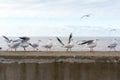 White seagulls on a concrete fence Royalty Free Stock Photo