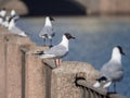 White seagulls on the fence Royalty Free Stock Photo