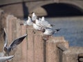 White seagulls on the fence Royalty Free Stock Photo