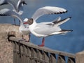 White seagulls on the fence Royalty Free Stock Photo