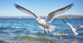 White Seagulls in Flight Over the Whispering Waves of the Sea Royalty Free Stock Photo