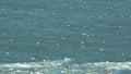 White seagulls flying and landing on frozen sea water, beautiful white scenery