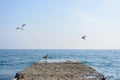 White seagulls flying over the sea