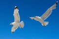 White seagulls freely fly in the blue sky Royalty Free Stock Photo
