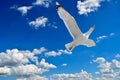 White seagulls freely fly in the blue sky Royalty Free Stock Photo