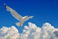 White seagulls freely fly in the blue sky Royalty Free Stock Photo