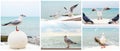 White seagulls opposite sea Royalty Free Stock Photo