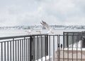 White seagulls sitting on a metal fence in a river port. River birds wildlife Royalty Free Stock Photo