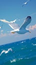 White seagulls soar majestically against vibrant ocean backdrop