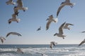 White seagulls soaring in the air over the sea against the blue sky Royalty Free Stock Photo