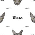 White seamless pattern with a gray Sphynx cat and the lettering Meow. Royalty Free Stock Photo