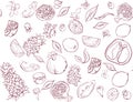 White seamless pattern with tropical fruits.