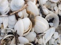 White seashell on the beach, dead shells