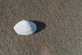 White Seashell Clam Sand Backdrop