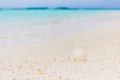 White seashell in the sand on the beach Royalty Free Stock Photo