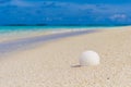 White seashell in the sand on the beach Royalty Free Stock Photo
