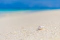 White seashell in the sand on the beach Royalty Free Stock Photo